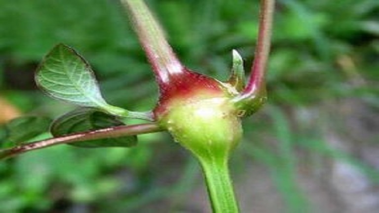 牛克膝
