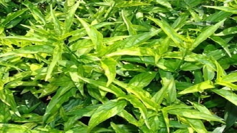 忧遁草茶