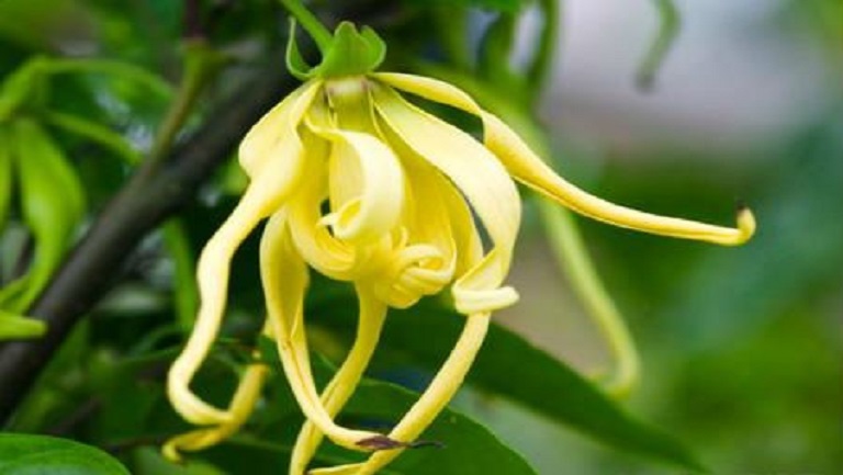 依兰花
