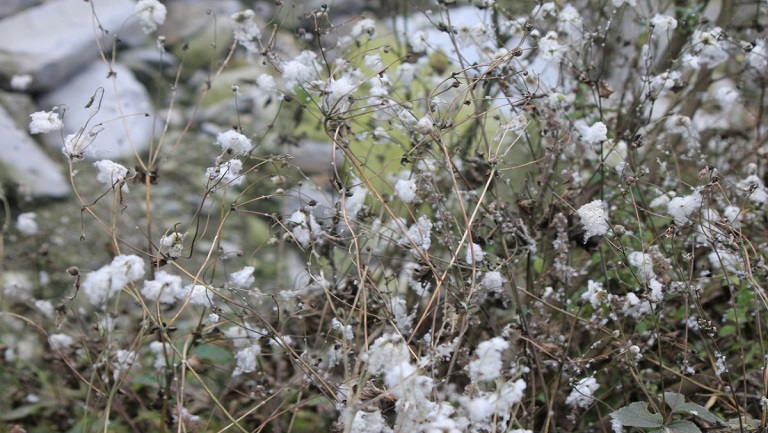 野棉花