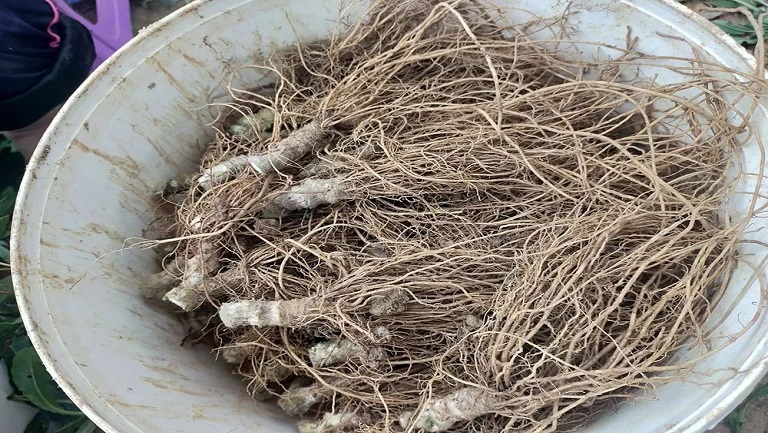 草鞋根