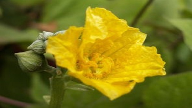 干丝瓜花泡水喝