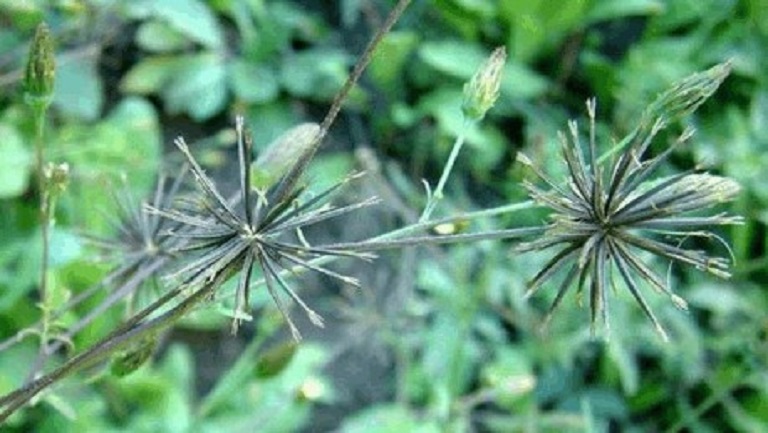 虾钳草