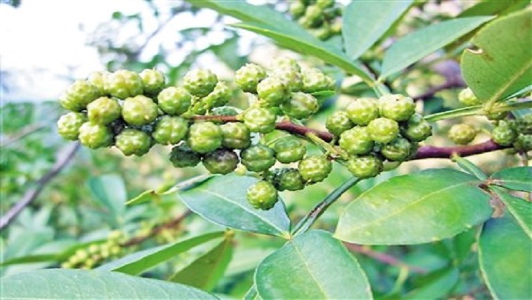 鲜花椒
