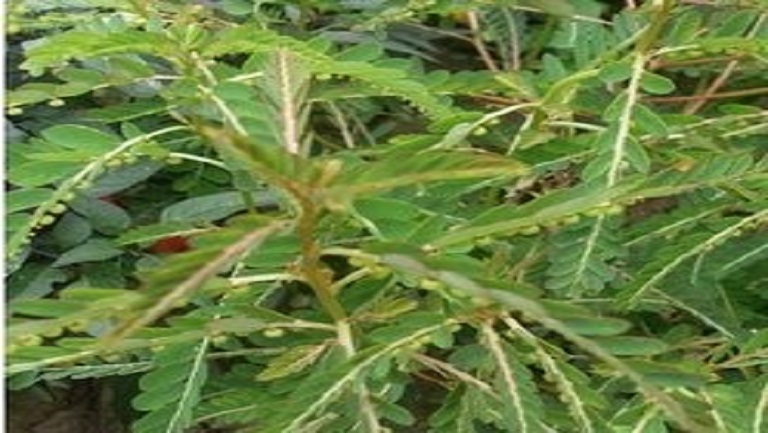 灵草