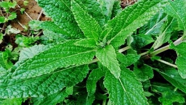 蛤蟆草泡水喝