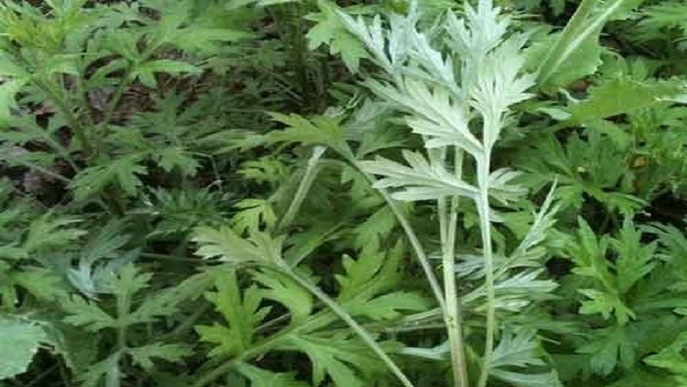 蚊子草
