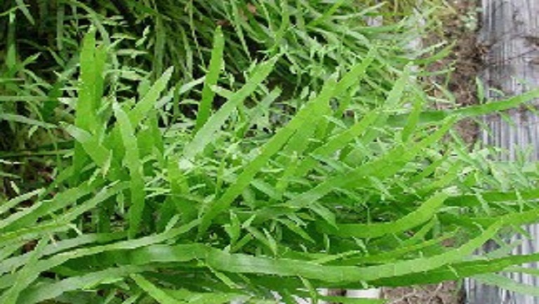 扁竹草