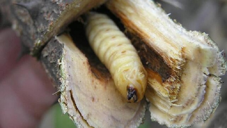 斗米虫