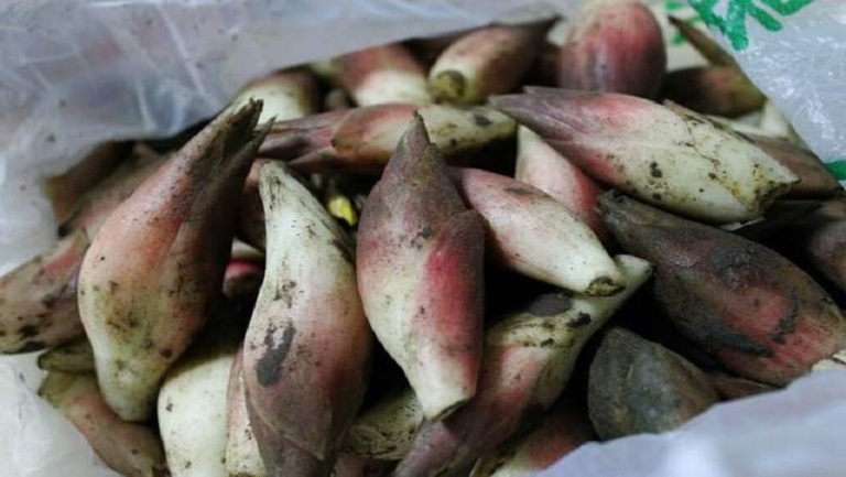 阳荷根