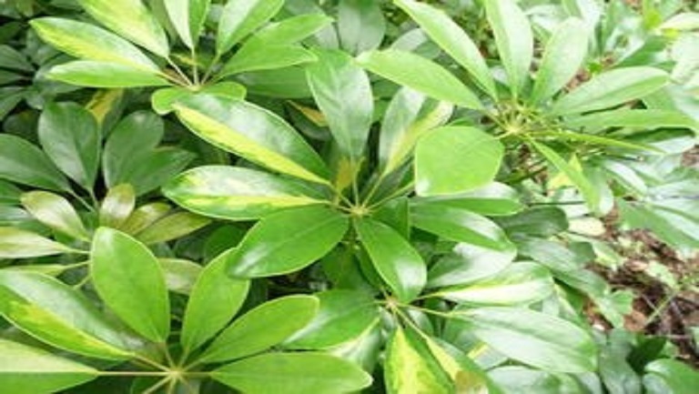 鸭脚草