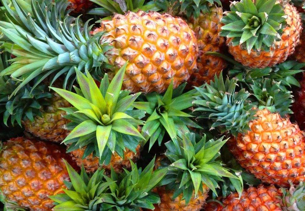 地菠萝