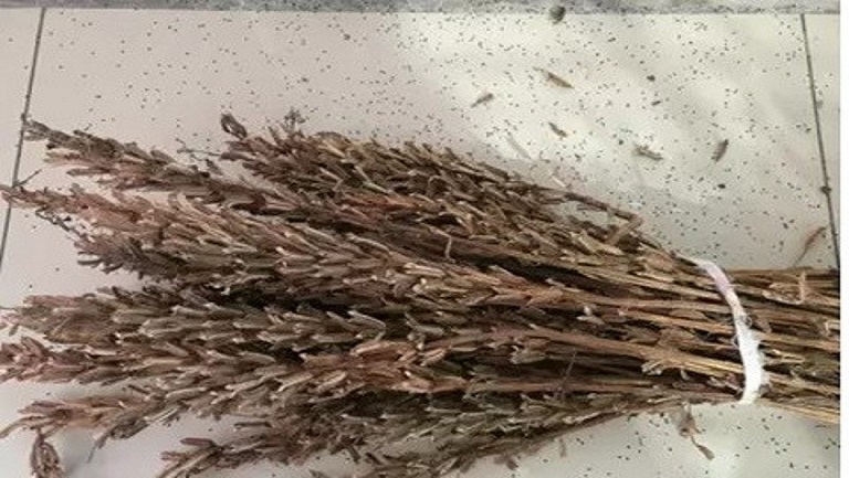 芝麻杆熬水喝