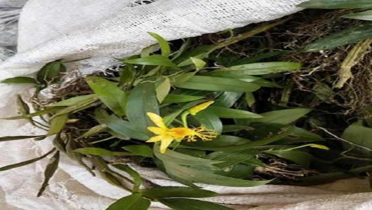 黄草石斛