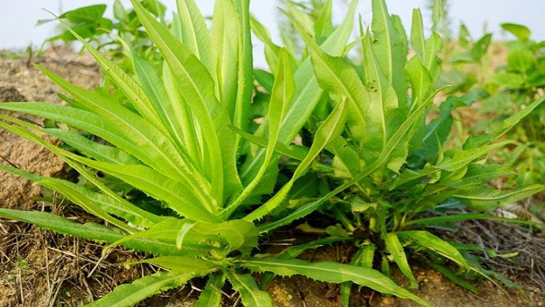 翅果菊