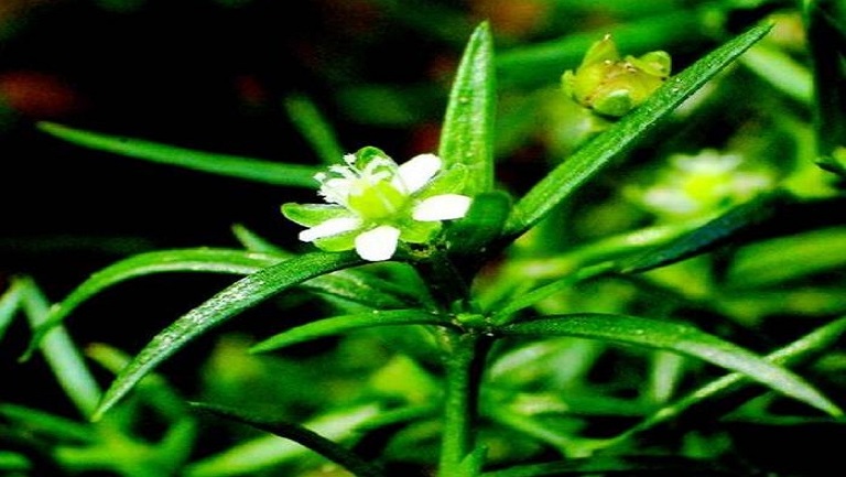 牙齿草
