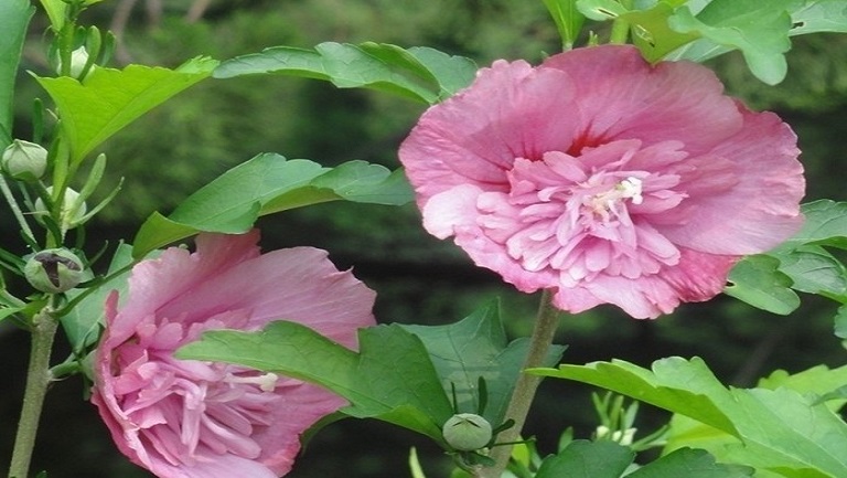 木槿花茶