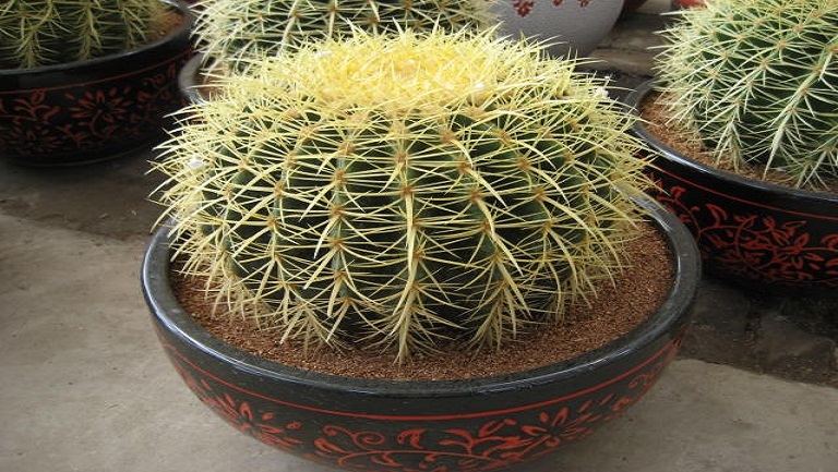 仙人球