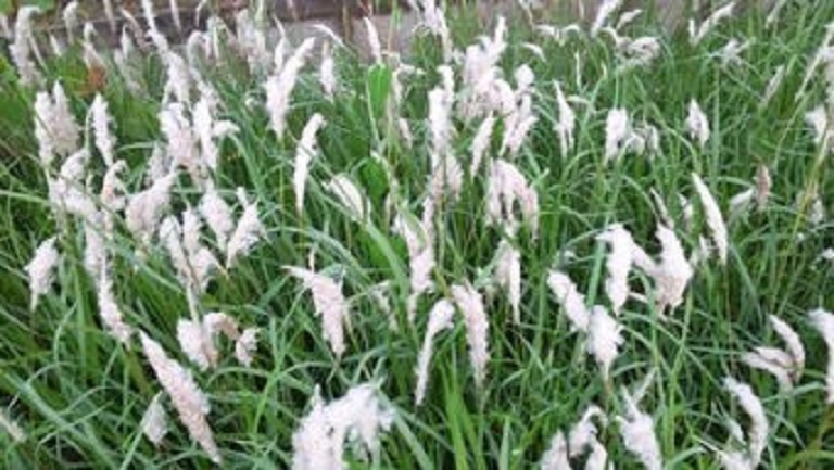 茅草花