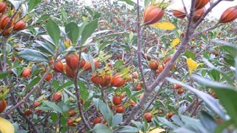 生山栀