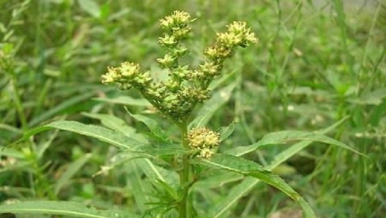 扯根菜