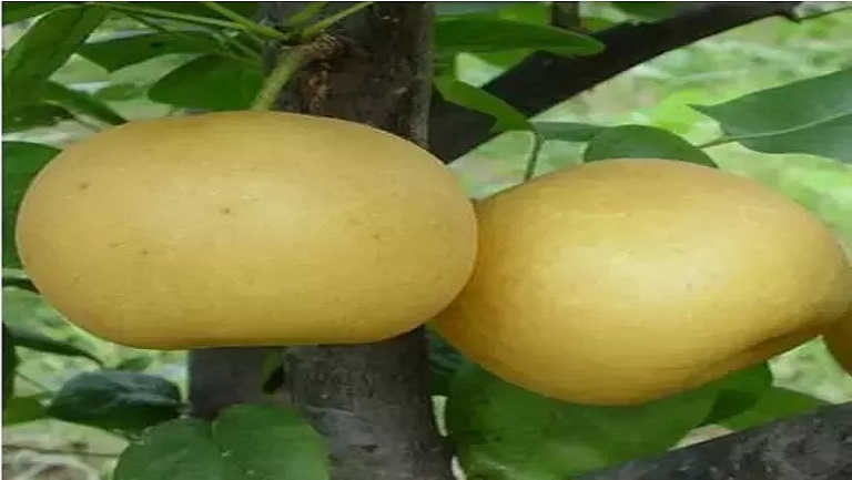 翠冠梨