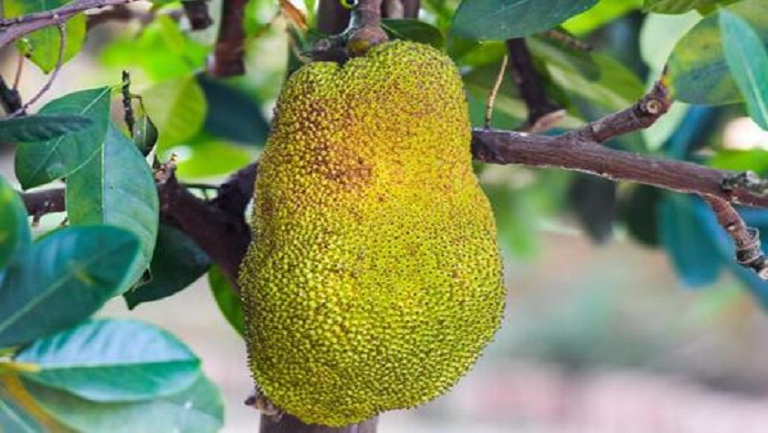 波罗蜜