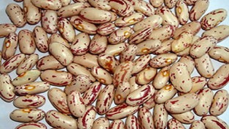 小肾豆