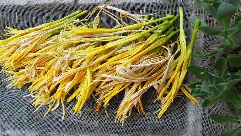 鲜黄花菜