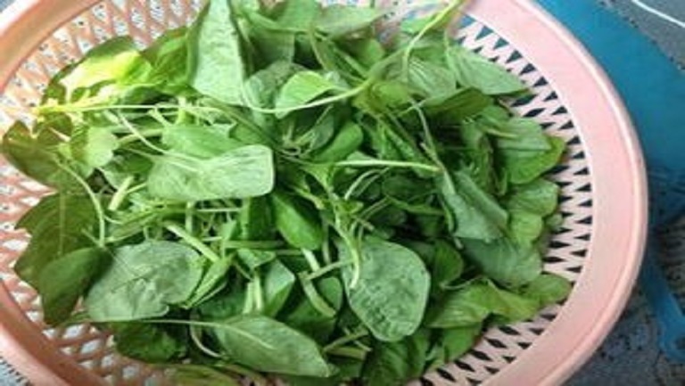 米苋菜