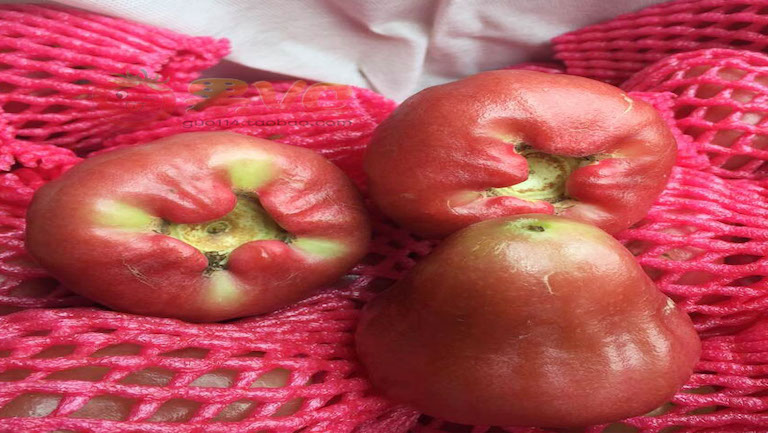 蜜风铃莲雾