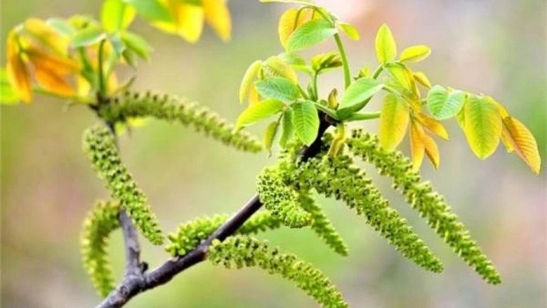 干核桃花泡水