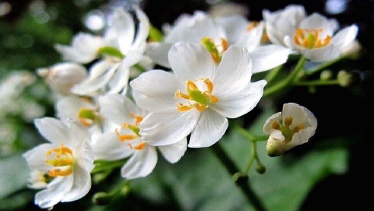 荷叶花