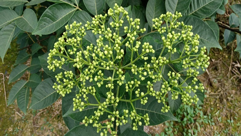 茶辣