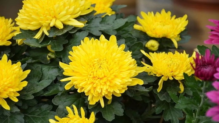 知里菊
