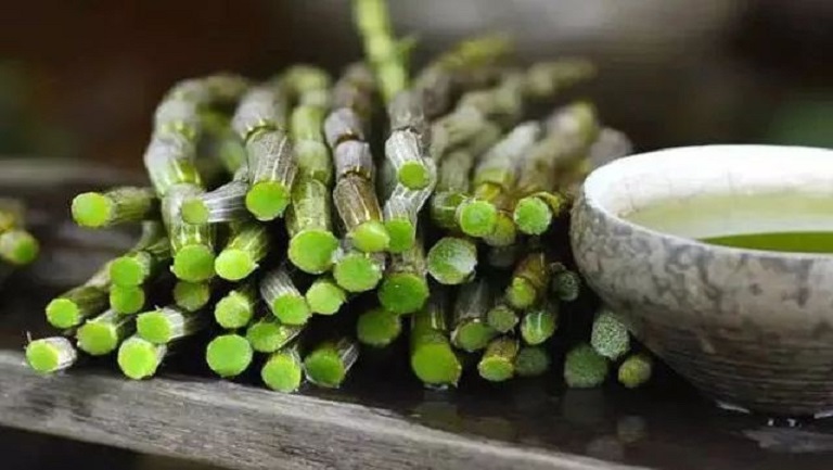 鲜铁皮石斛