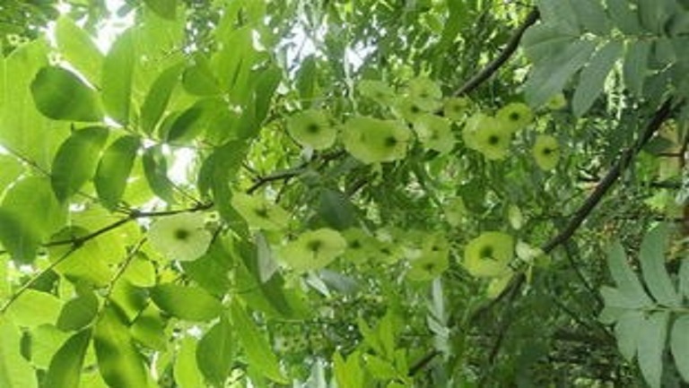 青钱柳