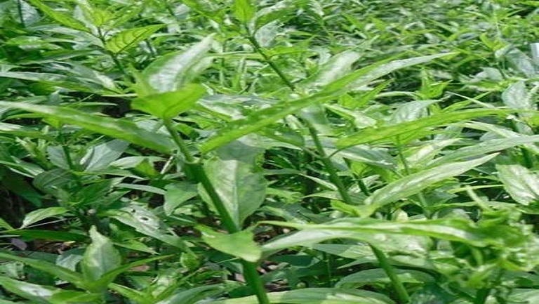 忧遁草花