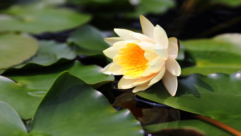黄莲花泡茶