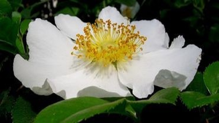 金樱花