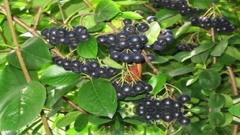 黑果