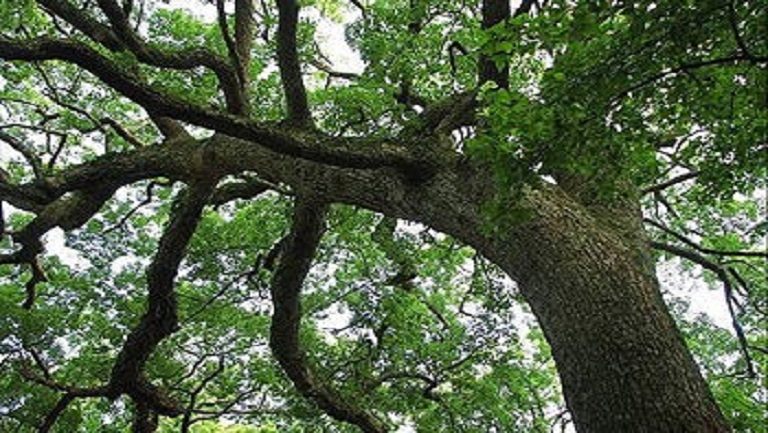 樟树