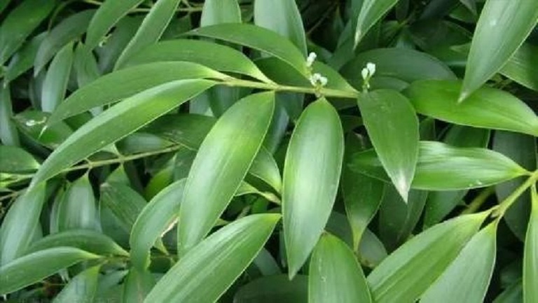竹柏
