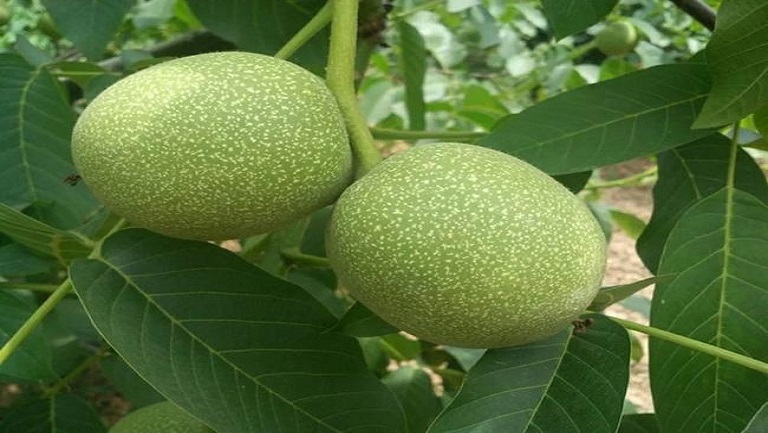 核桃青皮