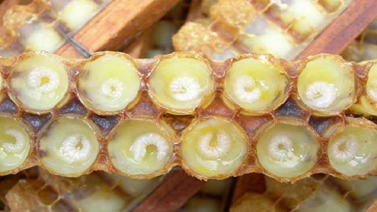 蜂王胎