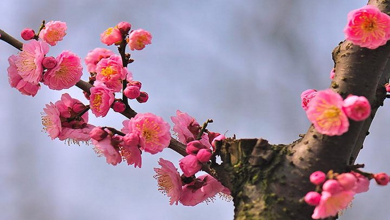 梅花