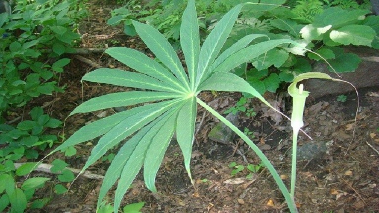 一把伞南星