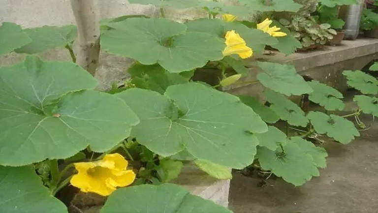 丝瓜秧