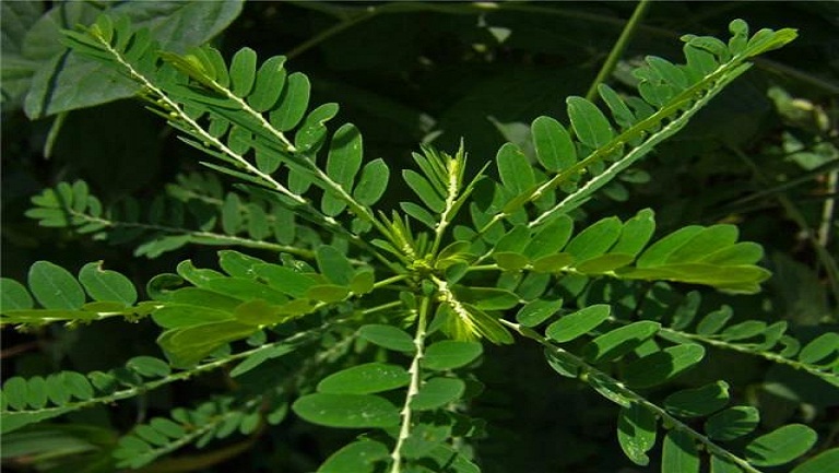 阴阳草