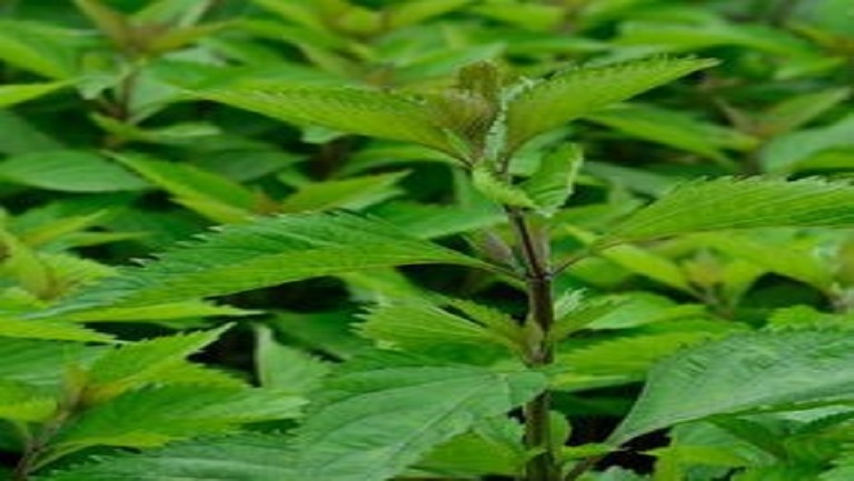 四方草